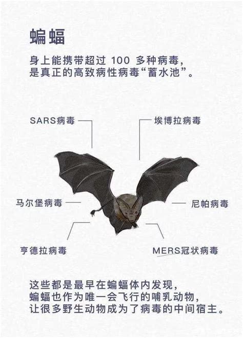 為什麼會有蝙蝠 男人逢9
